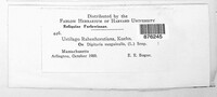 Ustilago syntherismae image